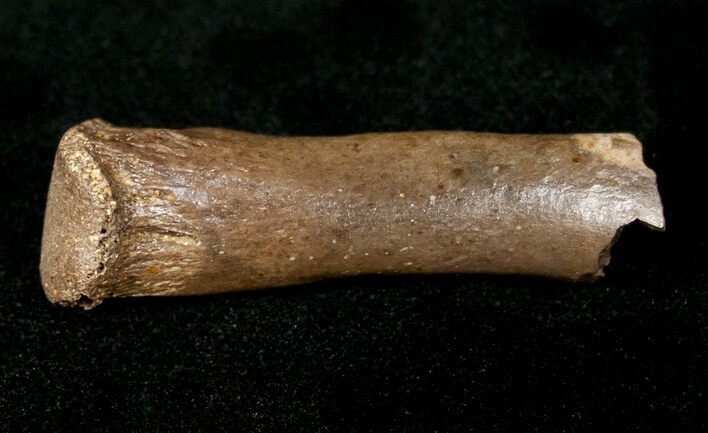 Small Theropod (Raptor) Partial Limb Bone - Hell Creek Formation #12796